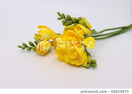 Yellow freesia 68659055