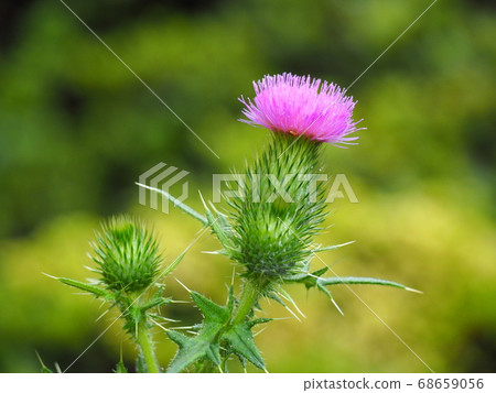 American onion 68659056