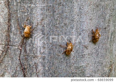 Cicadian shell 68659099