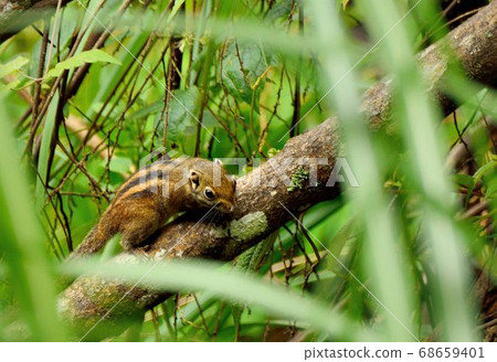 條紋松鼠(Tamiops swinhoei formosanus)在台灣山上. 條紋松鼠(Tamiops swinhoei formosanus)在台灣山上. 68659401