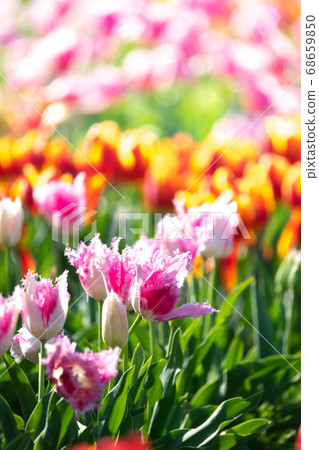 Tulip field Spring image Tulip field Spring image 68659850
