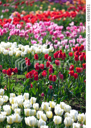 Tulip field Spring image Tulip field Spring image 68659851