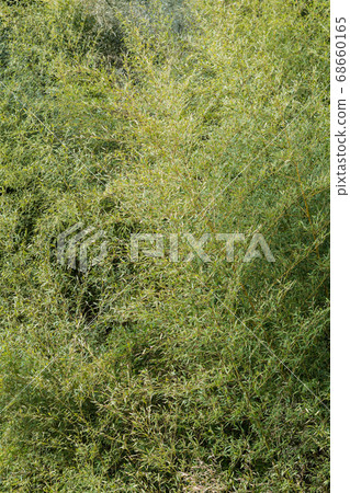 竹葉背景素材 68660165