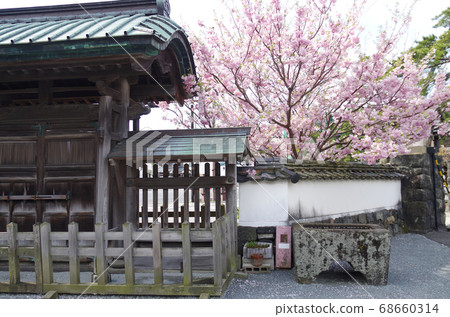 Ha市梅林學校的櫻花景色 68660314