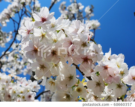 櫻花櫻花 68660357