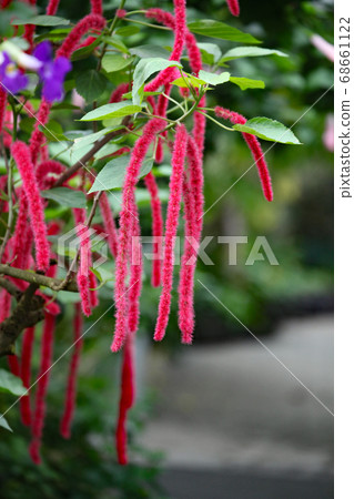 Benihimonoki 68661122