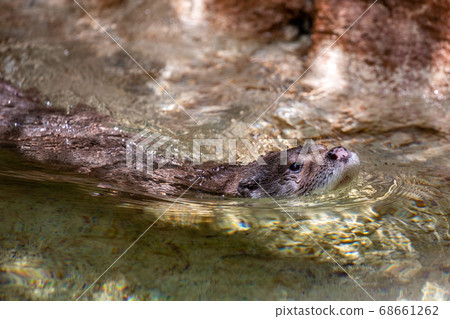 Eurasia otter Eurasia otter 68661262