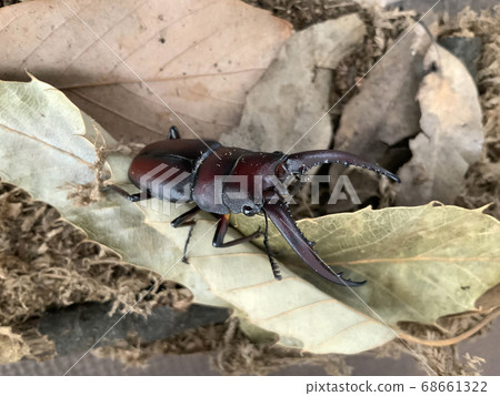 鋸矮棕櫚條男 68661322