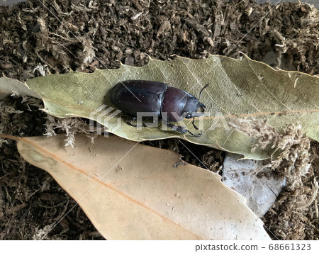 鋸牙刷女 68661323