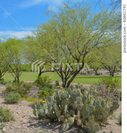 Beautiful Mesquite Trees and Prickly Pear Cactus in the Desert Southwest, Maricopa County, Arizona 68661745