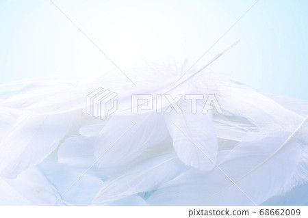 許多羽毛 許多羽毛 68662009