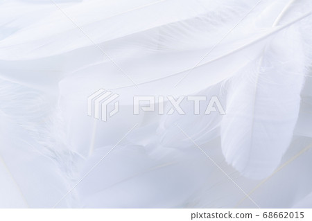 許多羽毛 許多羽毛 68662015