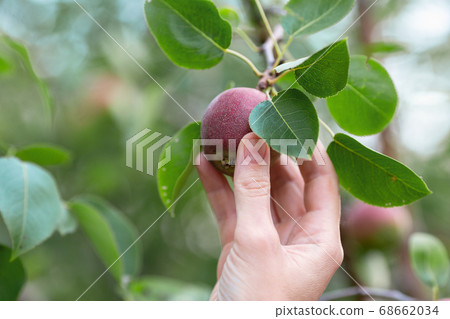 Human hand plucks a ripe red pear from a tree branch, close up, selected focus. 68662034