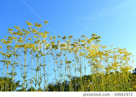 A maiden flower A maiden flower 68662972