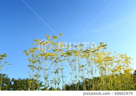 A maiden flower A maiden flower 68662974