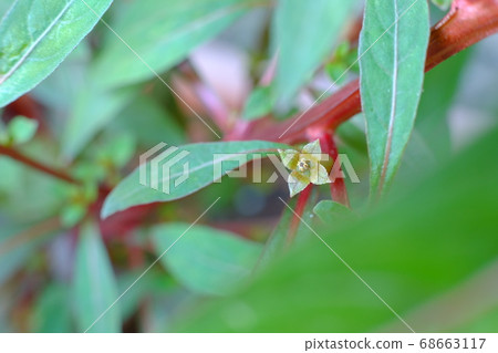 Waterweed (water leaf) flower Waterweed (water leaf) flower 68663117