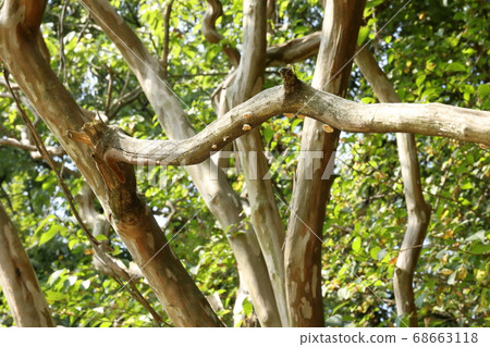 Withered branches Withered branches 68663118