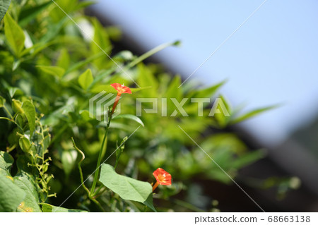 Summer sky and Malcow 68663138