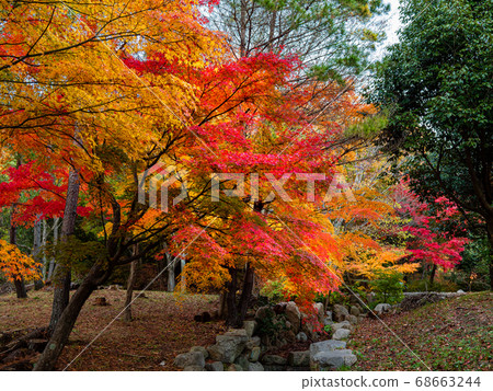 再次秋天公園（神戶/六甲山） 68663244