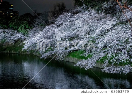 Light up at night cherry blossoms 68663779