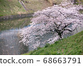 櫻桃樹 68663791