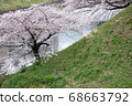 櫻桃樹 68663792