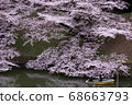 櫻桃樹 68663793