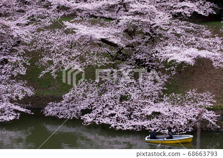 櫻桃樹 櫻桃樹 68663793