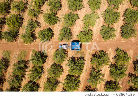 Tractor loaded with fresh Harvested Almonds crossing an Almond tree orchard. Tractor loaded with fresh Harvested Almonds crossing an Almond tree orchard. 68664189