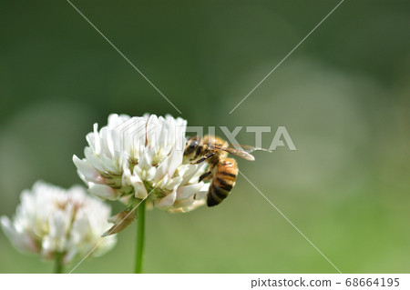 Bees collecting nectar from clover Bees collecting nectar from clover 68664195
