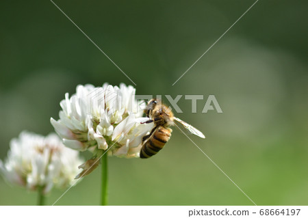 Bees collecting nectar from clover Bees collecting nectar from clover 68664197