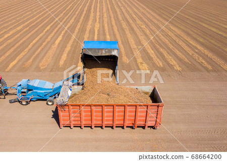 Almond picker harvester discharging, Aerial view. 68664200