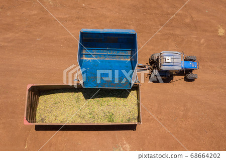 Almond picker harvester discharging, Aerial view. 68664202