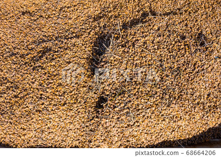 Pile of Fresh picked Almonds, Background image. Pile of Fresh picked Almonds, Background image. 68664206