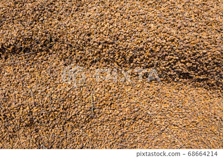 Pile of Fresh picked Almonds, Background image. Pile of Fresh picked Almonds, Background image. 68664214