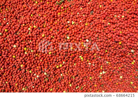 Fresh picked pre washed Tomatoes background image. Fresh picked pre washed Tomatoes background image. 68664215