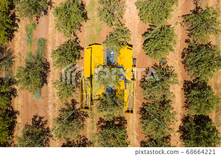 Almond tree harvest using a Mechanical arm to shake ripe Almonds off the tree. Almond tree harvest using a Mechanical arm to shake ripe Almonds off the tree. 68664221