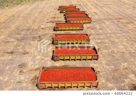 Trailers loaded with Fresh picked Tomatoes parked in an agricultural field. 68664222