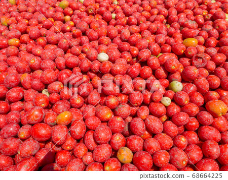 Fresh picked pre washed Tomatoes background image. Fresh picked pre washed Tomatoes background image. 68664225