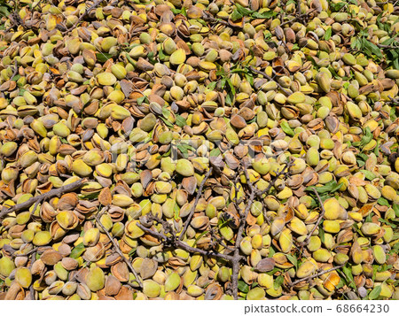 Pile of Fresh picked Almonds, Background image. Pile of Fresh picked Almonds, Background image. 68664230