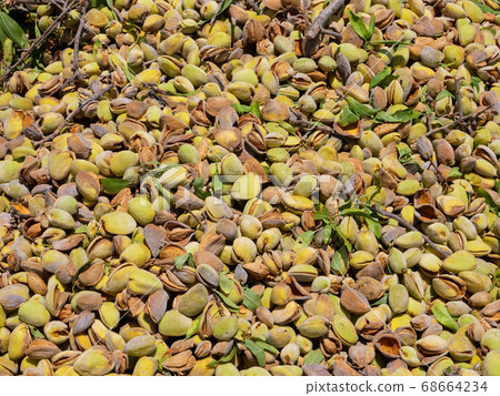 Pile of Fresh picked Almonds, Background image. Pile of Fresh picked Almonds, Background image. 68664234