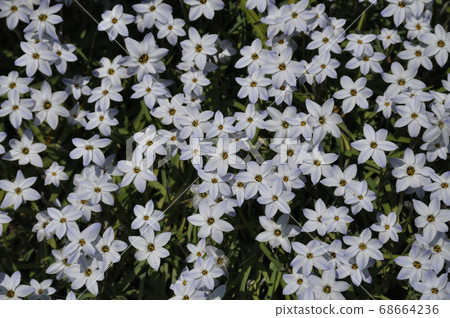 Ipheion uniflora 群 Ipheion uniflora 群 68664236