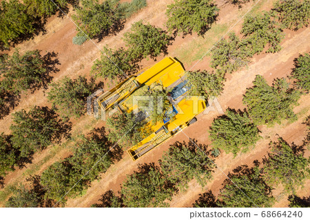 Almond tree harvest using a Mechanical arm to shake ripe Almonds off the tree. Almond tree harvest using a Mechanical arm to shake ripe Almonds off the tree. 68664240
