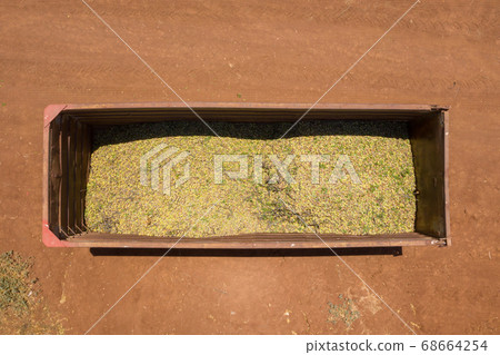 Fresh picked Almonds loaded in a parked tailer Fresh picked Almonds loaded in a parked tailer 68664254
