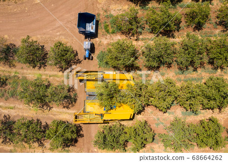 Almond tree harvest using a Mechanical arm to shake ripe Almonds off the tree. Almond tree harvest using a Mechanical arm to shake ripe Almonds off the tree. 68664262