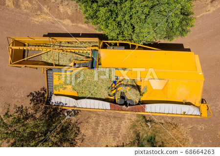 Almond tree harvest using a Mechanical arm to shake ripe Almonds off the tree. Almond tree harvest using a Mechanical arm to shake ripe Almonds off the tree. 68664263