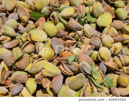 Pile of Fresh picked Almonds, Background image. Pile of Fresh picked Almonds, Background image. 68664264