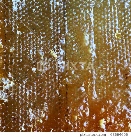 honeycomb from bee hive filled honeycomb from bee hive filled 68664606