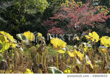 秋葉京都縣植物園 秋葉京都縣植物園 68664650