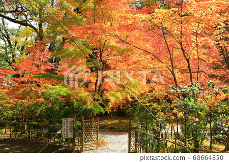 Nagaoka Tenmangu秋葉 68664850